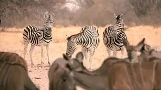 Game Drive In Central Kalahari Game Reserve In Botswana