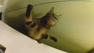 КОТ-АКРОБАТ
