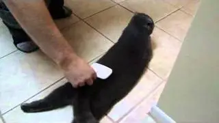 Funny cat groomed