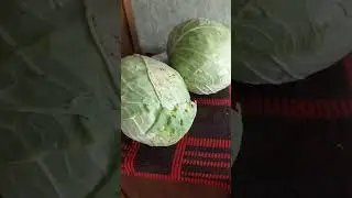 Капуста Мегатон!
