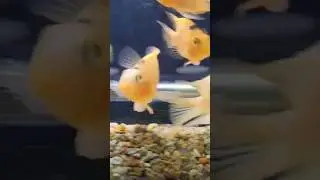 SHORT AN SWEET FISH STORE TOUR