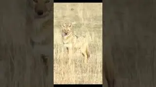 Coyote headshot
