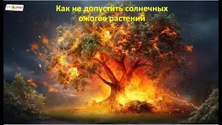 Солнечный ожог  Как его не допустить и что с ним делать?