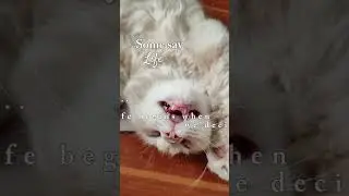 Persian Cat hobby
