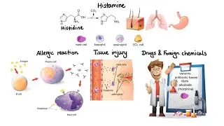 Histamine : Biosynthesis, Physiological Role, Pharmacology of Antihistamines On H1 and H2 Receptors.