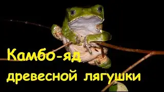 A tree frog for the kambo ceremony. Phyllomedusa is two-tone. Green tree frog.