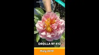 Пион Drolla / Сад Ворошиловой #shorts #drolla #садворошиловой #цветы #пионы #peony