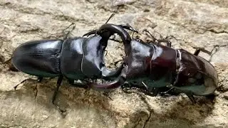 【昆虫バトル】フォルスターフタマタクワガタ vs タイワンオオクワガタ Hexarthrius forsteri kiyotamii vs Dorcus grandis formosanus