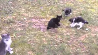 KITTENS AT PLAY