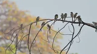 Yellow-billed Shrike (Corvinella corvina) - Lamin Koto (Gambia) 25-11-2024