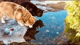 КОТ И СОБАКА ВЫПИЛИ ВЕСЬ СНЕГ🤪