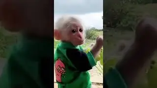 Funny Videos #funny #entertainment #shorts #viral #monkey #viralvideo