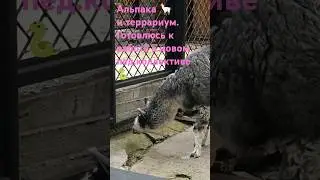 Альпак в террариуме или работа в новом коллективе😂 Ленинградский зоопарк #юмор #альпак #змеи