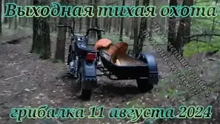 Выходная тихая охота (грибалка 11 августа 2024). #Подмосковье #Серпуховской район