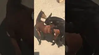 Creating a horse hybrid - Mules