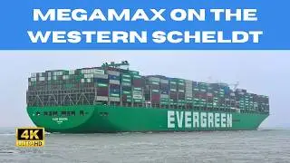 Giants on the Western Scheldt! Shipspotting 4K