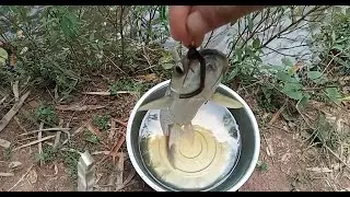 HOOK FISHING VIDEO | TRADITIONAL HOOK FISHING | MR fishing life | my village fishing