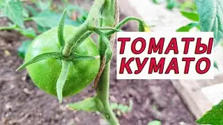 ТОМАТЫ КУМАТО В ТЕПЛИЦЕ НА ДАЧЕ