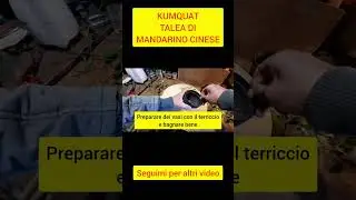 Kumquat - Come Moltiplicare Il Mandarino Cinese Per Talea