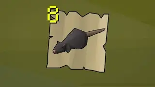 8 rats