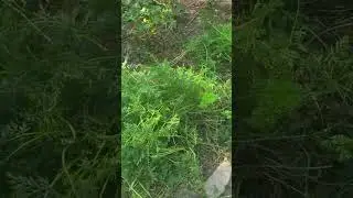 The inexperienced farmer!  Carrot growing lesson learned