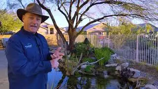 How do I keep the water clear in my Phoenix pond or water feature?