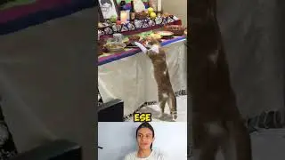 Este gatito encontró la comida servida #shorts