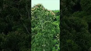 Natureza é vida #natureza #amazonia #floresta #selva  #drone #drones #dji #djiavata #avata