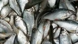 Desi Chuna machha // Small fish recipe ll @Odia vlog