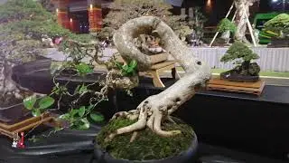 Puluhan Bonsai Keren Bali Indonesia #bonsai