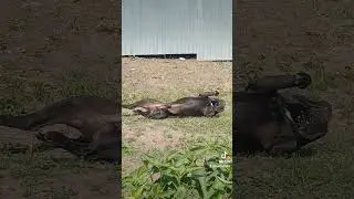 Таке воно життя Джека.This is Jack's life.#dog #shortvideo #собака