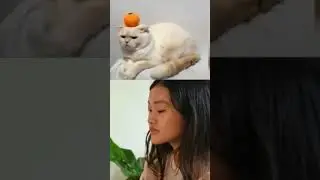 Funny Cats and Animals vd 164