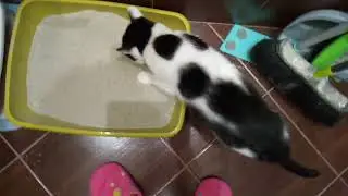 Как приучать кошку к закрытому лотку? Кошечка Элла и новый лоток