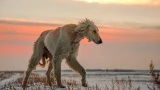 Сохраните меня, казахи! ТАЗЫ ИТ