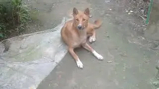 Dog