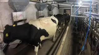 Milking the cows and then this happens  