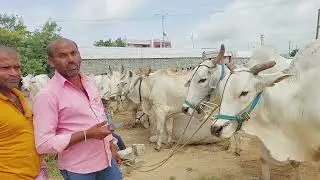 దేవరకద్ర సంతలో పెద్ద సైజు సేద్యపు ఎద్దుల రేటు | Biggest Bulls prices in Devarakadra market