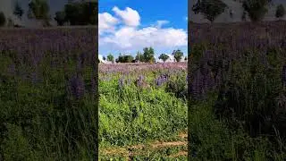 Люпиновое  поле