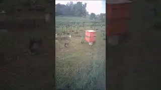 #shorts  Вот тебе, бабушка, и медосбор.