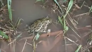NGOBOR KODOK, NEMU ULAR DAN KODOK LAGI ASIK NGOBROL 😅🤣