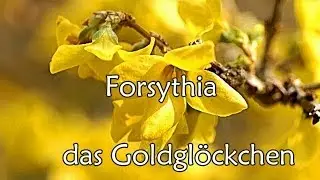 Forsythie  /Goldglöckchen /ดอกไม้สวยๆ /