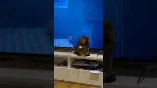 Stray уже вышла))