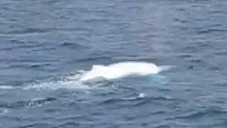 Migaloo - White Hump Back Whale on The Great Barrier Reef