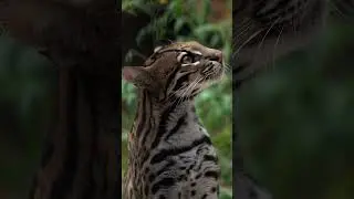 How one brave ocelot bounced back from adversity to help her species