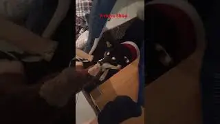 SHIBA loves playing with Monkey before Christmass🐕🌲