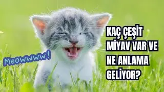 Kediler Kaç Çeşit Miyavlar? | Miyavların Anlamı ve Kedinizle İletişim