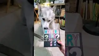 Husky SHOCKED by Giant Mystery Box!😲❓️ #husky #shorts #funny