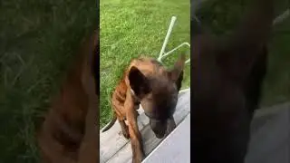 Tough Choice: Belgian Malinois or Dutch Shepherd Puppy?