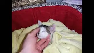 Olëg the kitten 3