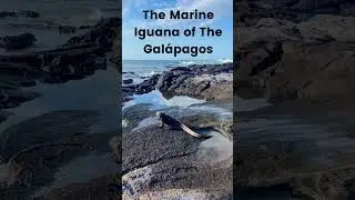 Marine Iguana